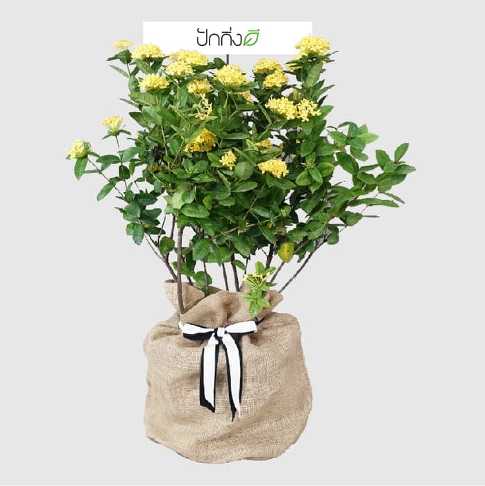 พวงหรีดต้นไม้ : ต้นเข็มในถุงกระสอบ