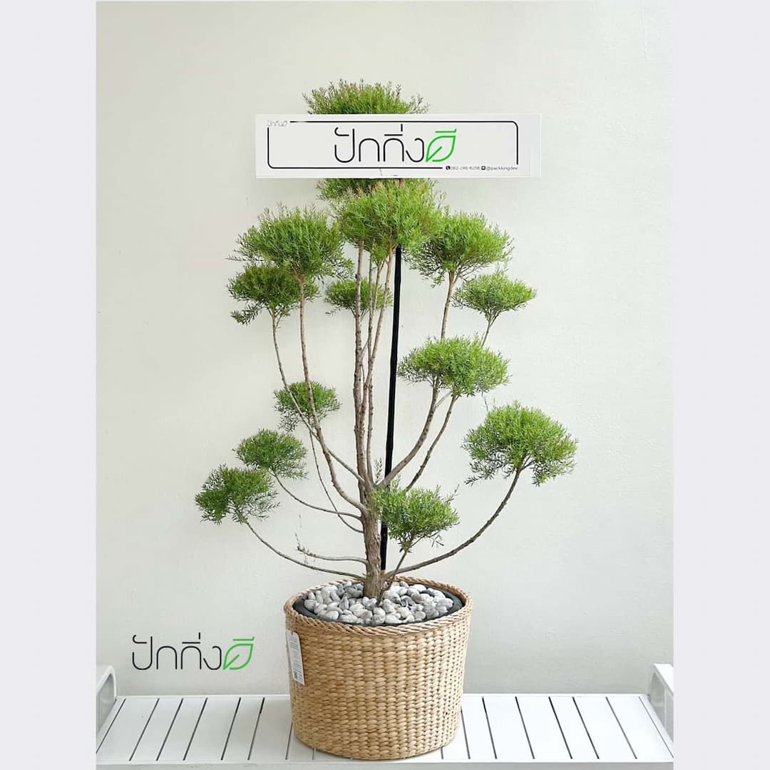 พวงหรีดต้นไม้ : ต้นสนหอมคละทรงในตะกร้าสานผักตบชวา