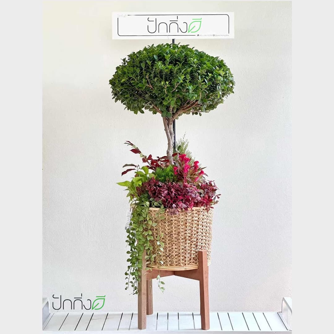 พวงหรีดต้นไม้ : ต้นไทรจีนในตะกร้าสานผักตบชวา