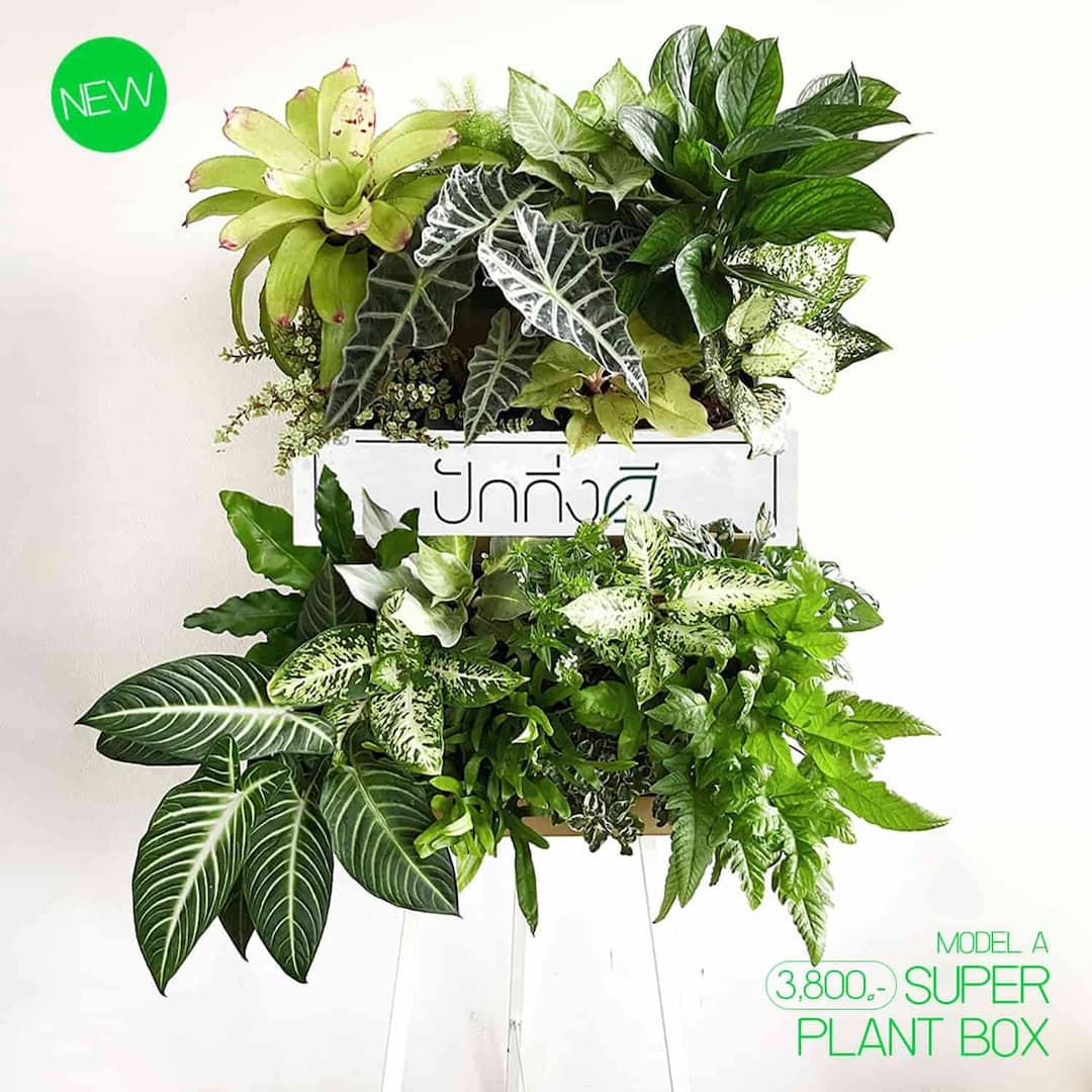 พวงหรีดต้นไม้ : Recycle.in.Peace Paper Box ขาวเขียว