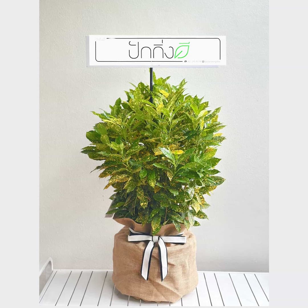 พวงหรีดต้นไม้ : ต้นโกสนคละพันธุ์ในถุงกระสอบ