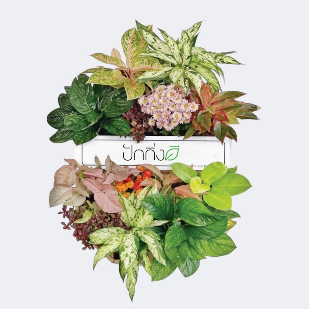 พวงหรีดต้นไม้ : Recycle.in.Peace Paper Box สีสัน