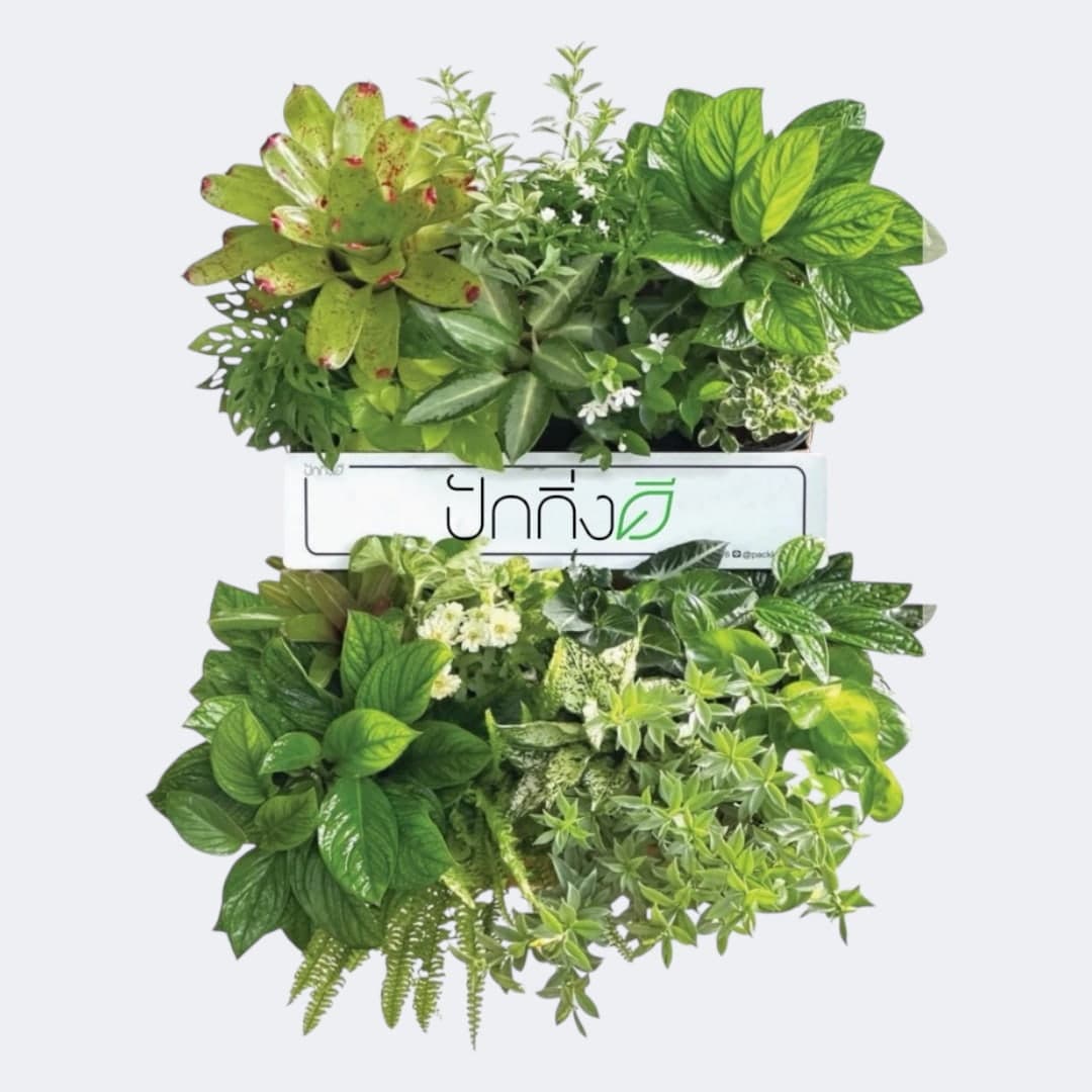 พวงหรีดต้นไม้ : Recycle.in.Peace Paper Box ขาวเขียว