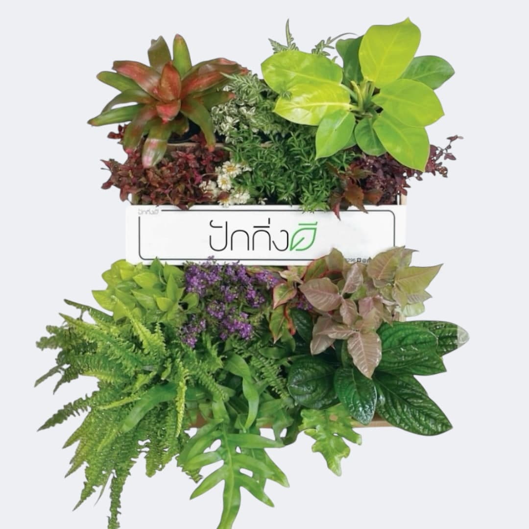 พวงหรีดต้นไม้ : Recycle.in.Peace Paper Box สีสัน