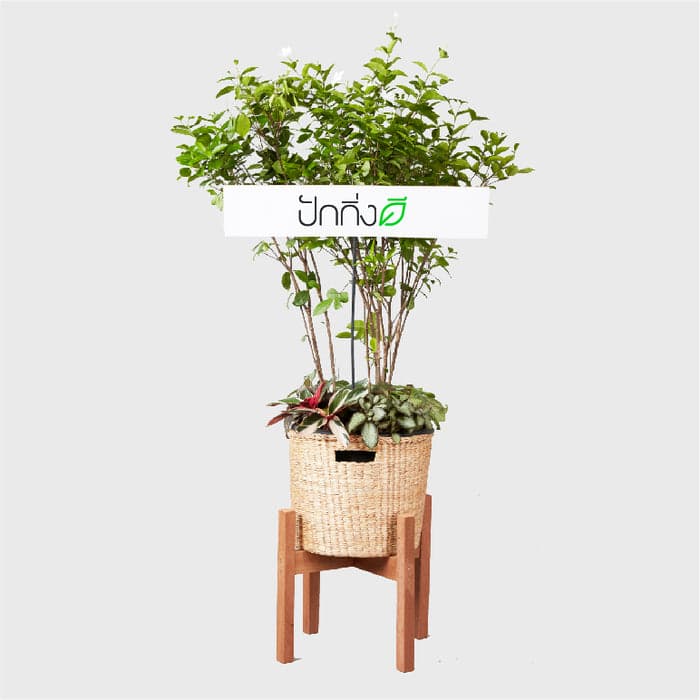 พวงหรีดต้นไม้ : ต้นพุดพิชญาในตะกร้าสานผักตบชวา