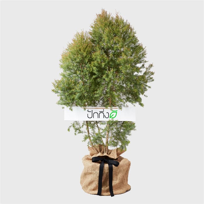 พวงหรีดต้นไม้ : ต้นสนหอมในถุงกระสอบ