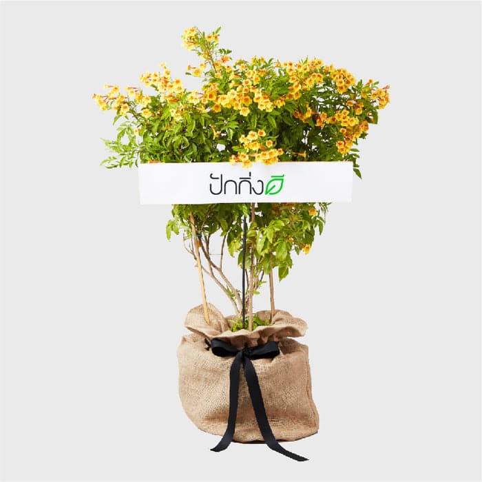 พวงหรีดต้นไม้ : ต้นทองอุไรมิกกี้เมาส์ (เป็นต้นที่มีบางช่วง โปรดตรวจสอบกับทางร้านก่อนสั่งซื้อ)