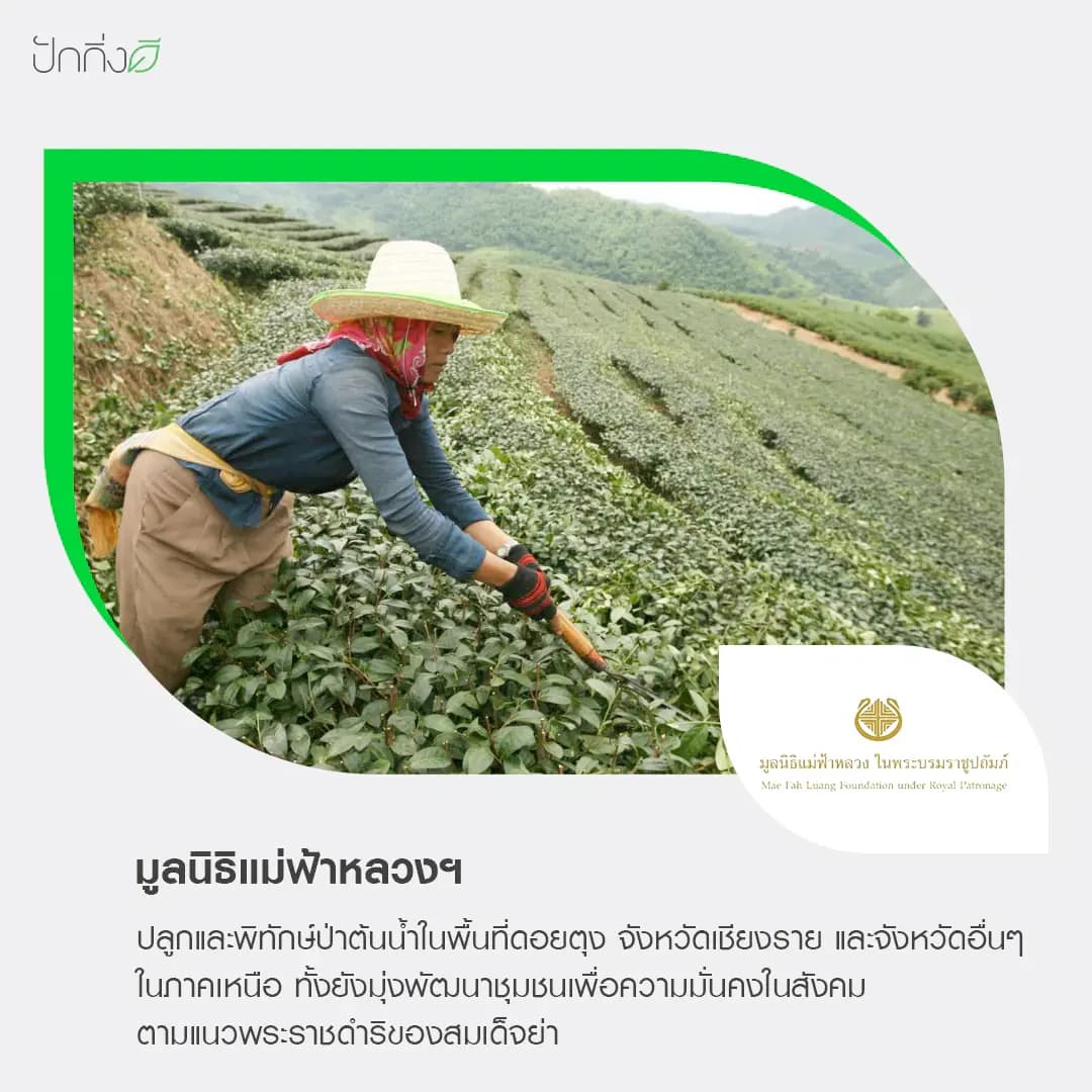พวงหรีดต้นไม้เพื่อการบริจาค ForRest ForLife : รุ่น Orchid Garden กระดานสีดำ