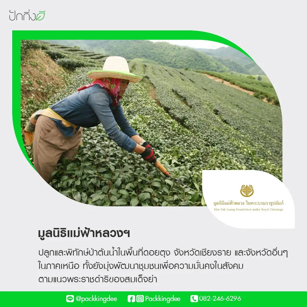 พวงหรีดต้นไม้เพื่อการบริจาค ForRest ForLife : รุ่นถนนธงชัย กระดานสีดำ