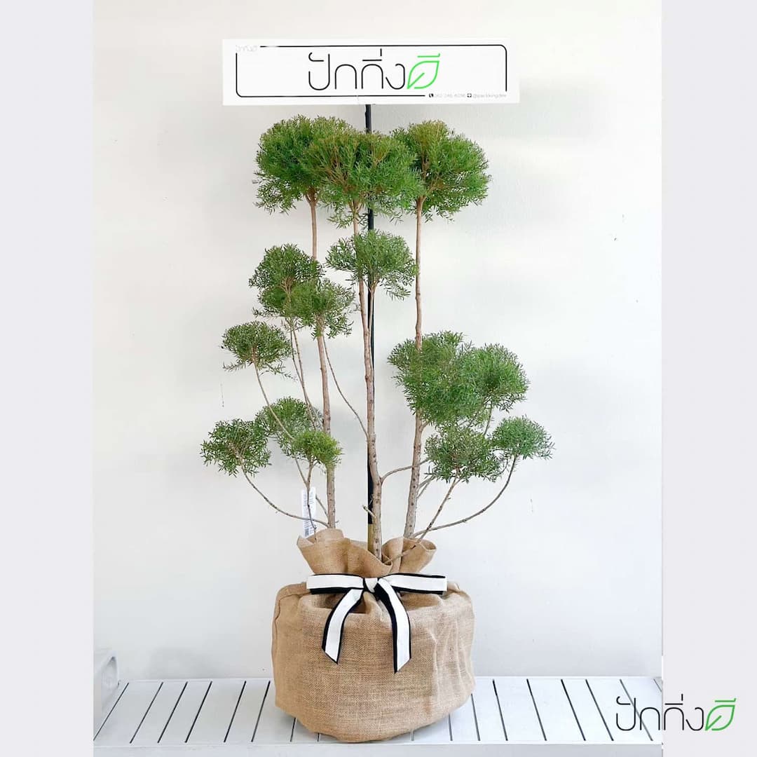 พวงหรีดต้นไม้ : ต้นสนหอมช่อในถุงกระสอบ